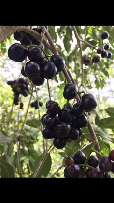 ต้นกล้าหว้าญี่ปุ่น | acai berry plants Thailand -  นครปฐม