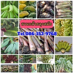 กล้วยน้ำว้าปากช่อง50 | สมภพพันธุ์ไม้ - เมืองปราจีนบุรี ปราจีนบุรี