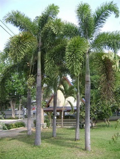 กล้าปาล์มหางจิ้งจอก (Foxtail Palm) ปาล์มหางกระรอก