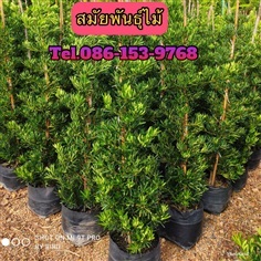 ต้นสนใบพาย  | สมภพพันธุ์ไม้ - เมืองปราจีนบุรี ปราจีนบุรี