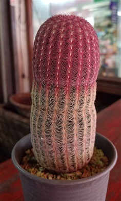 cactus | บอนไช โคกคราม - เมืองสุพรรณบุรี สุพรรณบุรี