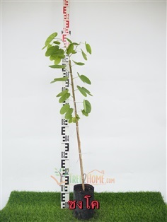 ชงโค | Tree2Home - เมืองปราจีนบุรี ปราจีนบุรี