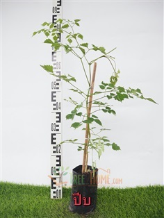 ปีบ | Tree2Home - เมืองปราจีนบุรี ปราจีนบุรี