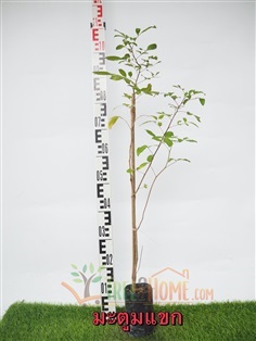 มะตูมแขก | Tree2Home - เมืองปราจีนบุรี ปราจีนบุรี