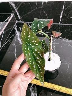 บีโกเนีย Begonia Maculata ต้นไม้ฟอกอากาศ