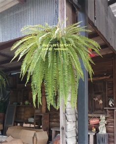 เฟิร์นมะขาม (เล็ก) | เติมสวน - คันนายาว กรุงเทพมหานคร
