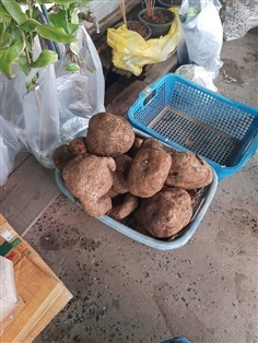 สบู่เลือดจ้า ว่านด้านคงกระพันชาตรี ตัวยางจะแดงเป็นสีเลือด โล | สวนศรีชาวนา - เมืองปราจีนบุรี ปราจีนบุรี