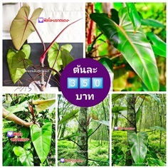 #ขายไม้ฟอกอากาศ #ไม้มงคล #ฟิโล_มรกตแดง | บอนสีณัฐชานันท์ - ธัญบุรี ปทุมธานี