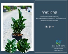 กวักมรกต | บริษัท กิมการ์เด้นโฮลดิ้ง จำกัด (สำนักงานใหญ่) - บางใหญ่ นนทบุรี