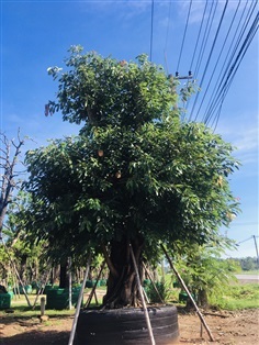 ต้นมหาโชค | สวนพี&เอ็มเจริญทรัพย์พันธ์ุไม้ - แก่งคอย สระบุรี