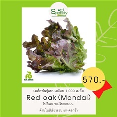 Red oak (Mondai) เรดโอ๊ค มอนได | SPEEDYACCESS  - บึงกุ่ม กรุงเทพมหานคร