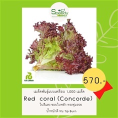 Red Coral (Concorde) เรดคอรัล