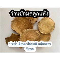 ว่านชักมดลูกแห้ง | สวน นายกระจอก - เขาค้อ เพชรบูรณ์