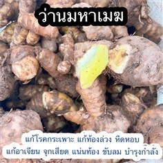 ว่านมหาเมฆ ขมิ้นดำ กระเจียวแดง | สวน นายกระจอก - เขาค้อ เพชรบูรณ์