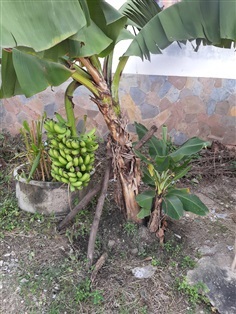 กล้วยหอมเตี้ย กล้วยหอมเคระ ส่งเก็บเงินปลายทาง | สมพงศ์ฟาร์ม - เมืองตรัง ตรัง