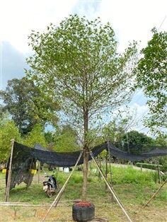 กันเกรา | Tree2Home - เมืองปราจีนบุรี ปราจีนบุรี