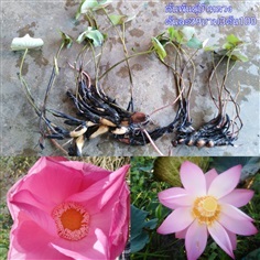 พันธุ์บัวหลวงปทุมสีชมพูต้นละ39บาท3ต้น100บาท