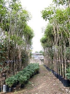 ชมพูพันธุ์ทิพย์ | Tree2Home - เมืองปราจีนบุรี ปราจีนบุรี