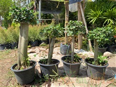 ช้อนเงินช้อนทอง | Tree2Home - เมืองปราจีนบุรี ปราจีนบุรี