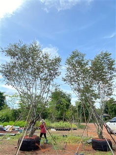 รวงผึ้งไม้ล้อม ต้นใหญ่ | Tree2Home - เมืองปราจีนบุรี ปราจีนบุรี