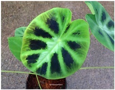 Colocasia affinis