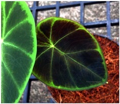 Colocasia affinis Black