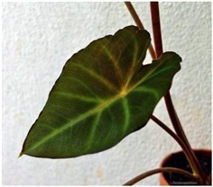 Colocasia affinis