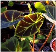 Colocasia affinis Schott