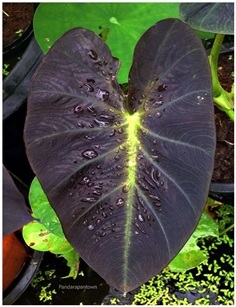 Colocasia Aloha