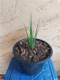 Dracaena cinnabari