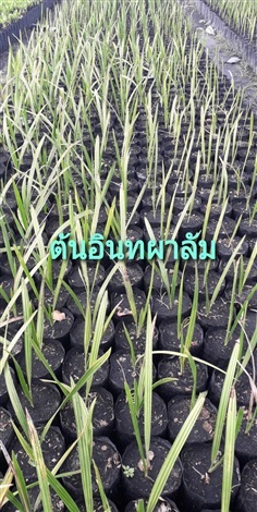 ต้นอินทผาลัม | โชค พันธุ์ไม้ - เมืองปราจีนบุรี ปราจีนบุรี