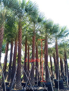 ปาล์มแวกซ์ (Wax palm)