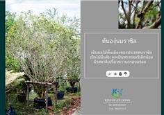 องุ่นบราซิล | บริษัท กิมการ์เด้นโฮลดิ้ง จำกัด (สำนักงานใหญ่) - บางใหญ่ นนทบุรี