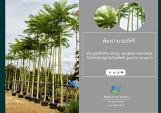 ทาวเวอร์ทรี