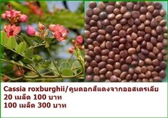 เมล็ดคูนแดง | exoticgarden - คลองสามวา กรุงเทพมหานคร