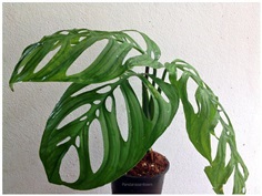 Monstera Epipremnoides 