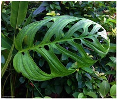 Monstera Esqueleto