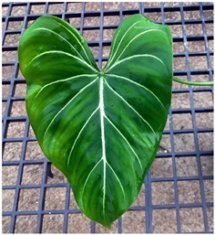 Philodendron Gloriosum  ก้านกลม