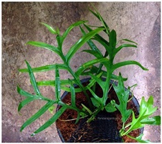 Philodendron Elegans