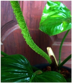 Philodendron Nangaritense