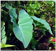 Philodendron Tweedianum