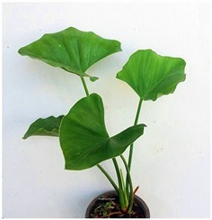 Philodendron Tweedianum