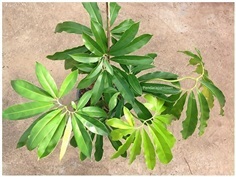 Philodendron Goeldii