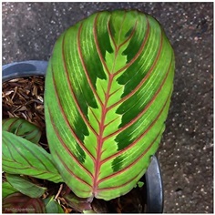 Calathea Maranta