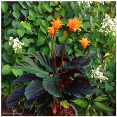 Calathea Crocata