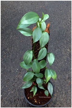 Philodendron  Hastatum (Silver Sword)