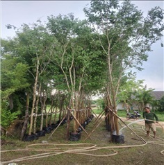 ต้นพยุง | สวนโชติพัฒน์ - เมืองปราจีนบุรี ปราจีนบุรี