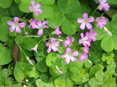 หัวผักแว่นดอย - Oxalis corymbosa