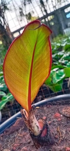  เเดงเอนเซเต Ensete ventricosum  Abyss