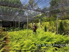 กูดช้าง | The Plant Kingdom - เมืองภูเก็ต ภูเก็ต